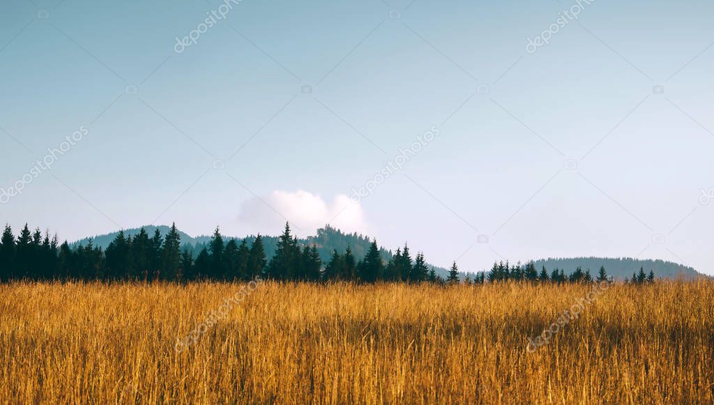 Yellow grass in the mountains on a background of blue sky.