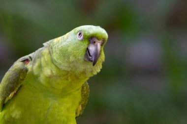 Mealy papağan portresi, Amazona farinosa. Tropikal ovalardaki nemli yemyeşil ormanın büyük, parlak yeşil papağanı. Nadir