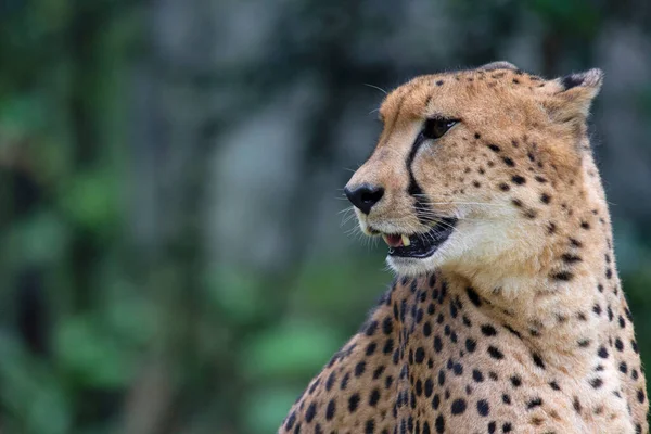 Closeup Face Portrait Southeast African Cheetah Acinonyx Jubatus Jubatus Native — Stock Photo, Image