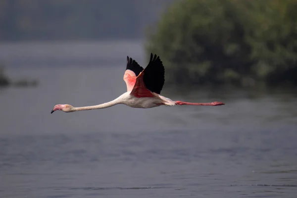 Flamingo Voando Sozinho Phoenicopterus Roseus Espécies Mais Comuns Maiores Família — Fotografia de Stock