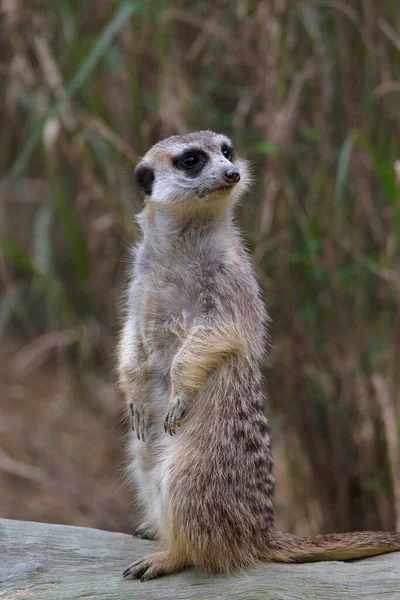 Meerkat Meerkat Suricatta Suricatta Een Kleine Mangoest Uit Zuidelijk Afrika — Stockfoto