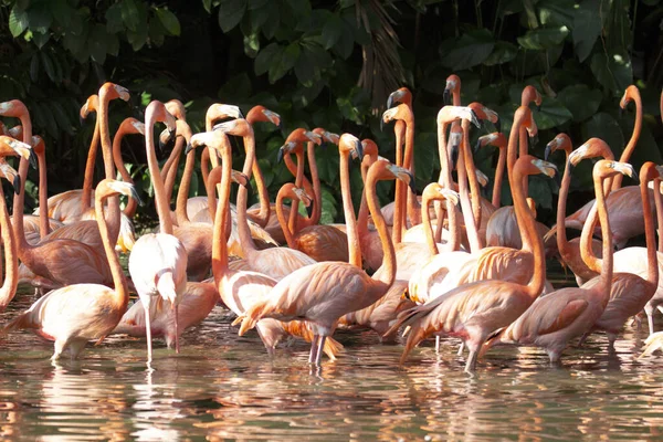 Grupp Caribbean Flamingos Phoenicopterus Ruber Flesta Flamingos Har Ljusrosa Eller — Stockfoto