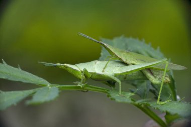 Çiftleşen Dar başlı yeşil çekirge, Pyrgomorpha türü, Satara, Maharashtra, Hindistan  