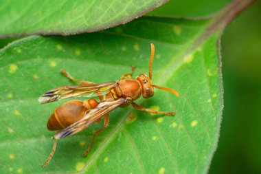 Kırmızı kağıt eşekarısı, Polistes türü, Satara, Maharashtra, Hindistan 