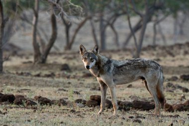 Hint gri kurdu, köpek lupus pallipes, Satara, Maharashtra, Hindistan 