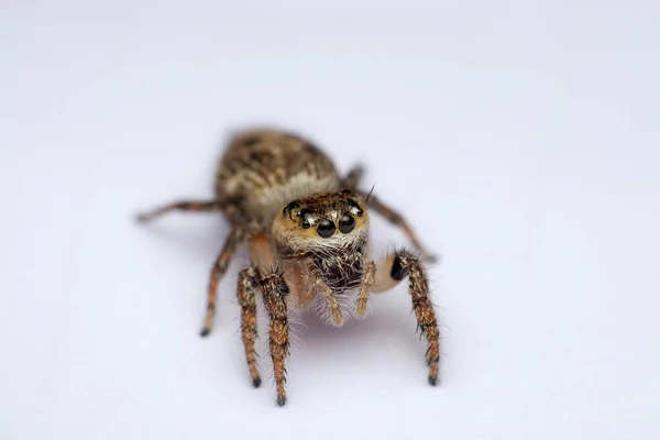 Heavy Body Jumping Spider Hyllus Semicupreus Satara Maharashtra India — Stock Photo, Image