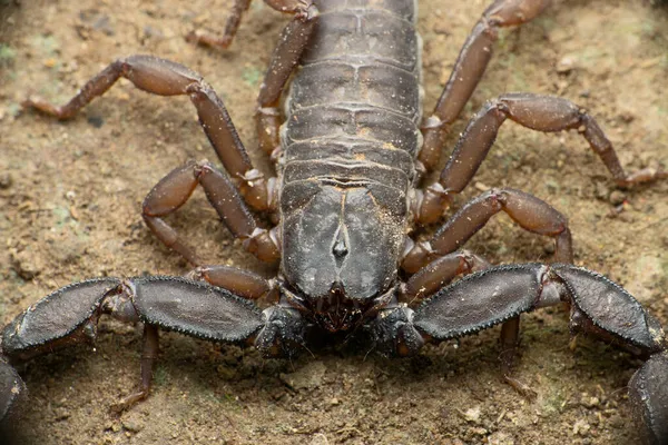 Ostatnio Opisany Skorpion Faltański Neoscorpiops Phaltanensis Satara Maharashtra Indie — Zdjęcie stockowe
