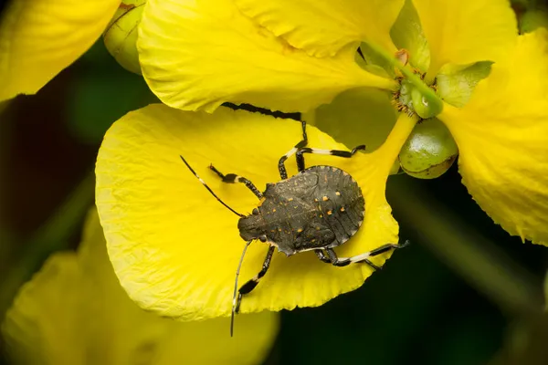 Yellow Spoted Stink Bug Erthesina Species Satara Maharashtra India — Stock Photo, Image