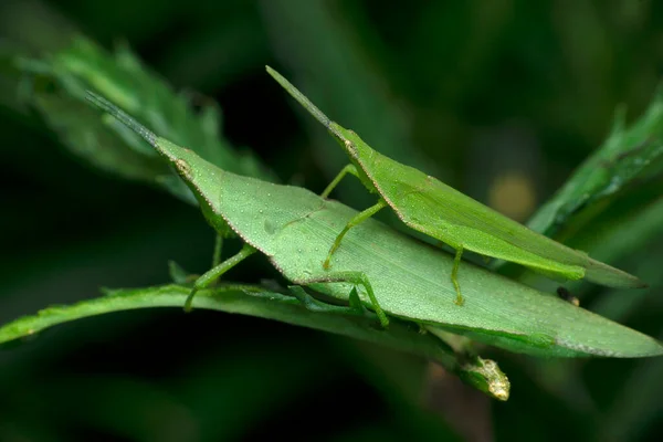 緑のバッタの交尾ペア サタラ マハラシュトラ州 インド — ストック写真
