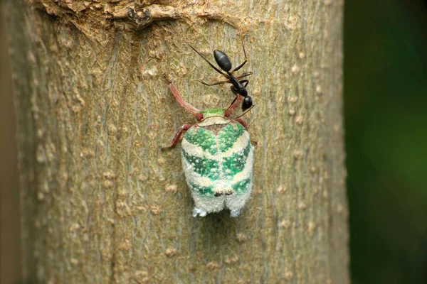 Green Planthopper Paropioxys Species Satara Maharashtra Ινδία — Φωτογραφία Αρχείου