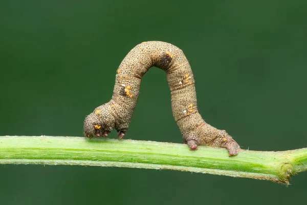 Caterpillar Silk Moth Satara Maharashtra India — стоковое фото