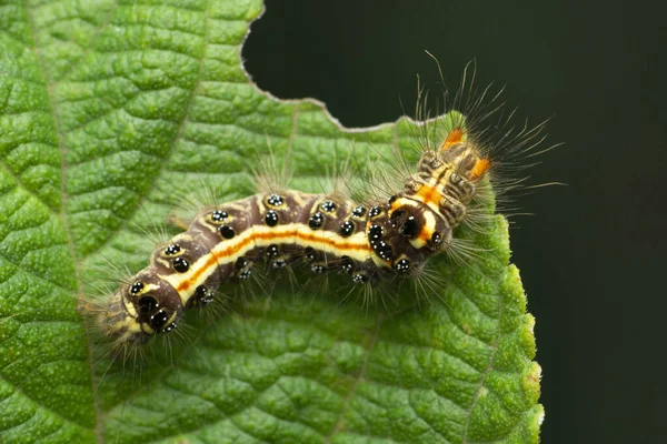 Moth Caterpillar Satara Maharashtra India — стоковое фото