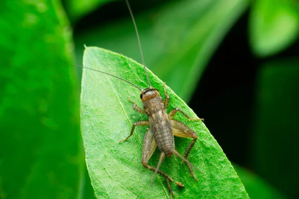 Campo Cricket Insecto Satara Maharashtra India — Foto de Stock