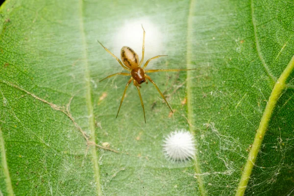 Dictyna Arundinacea Linnaeus 1758 Spin Satara Maharashtra India — Stockfoto