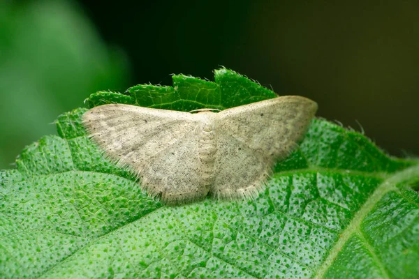 Falena Cera Satara Maharashtra India — Foto Stock