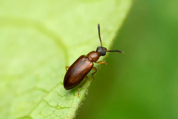 Tiny Beetle Tetraphalerus Wagneri Satara Maharashtra India — 图库照片