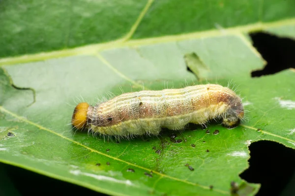 Schnelle Schmetterlingsraupe Parnara Arten Satara Maharashtra Indien — Stockfoto