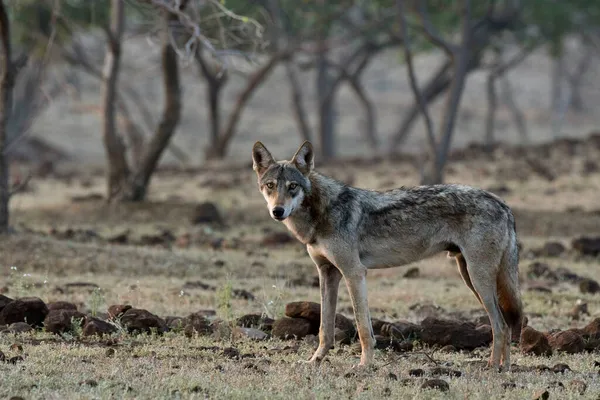 Canis Lupus Pallipes Satara Maharashtra India — 스톡 사진