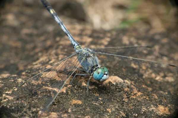 Libélula Escumadeira Azul Diplacodes Trivialis Satara Maharashtra Índia — Fotografia de Stock