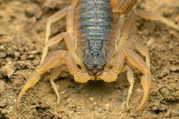 Escorpião Vermelho Indiano Hottentotta Tamulus Satara Maharashtra Índia — Fotografia de Stock