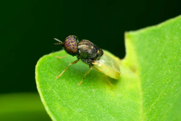 Mosca Caballo Del Vientre Verde Satara Maharashtra India — Foto de Stock