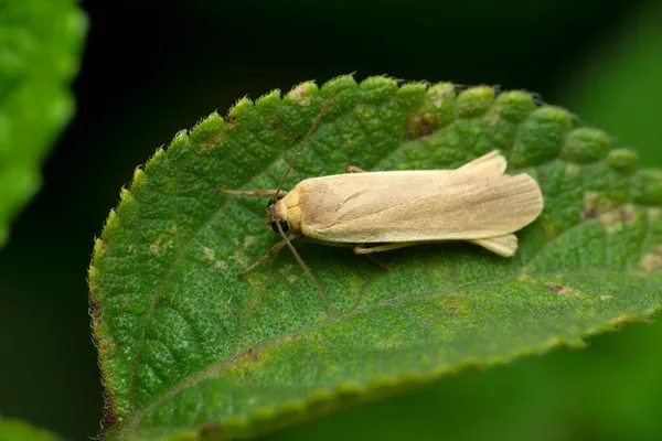 Bogong Moth Species Satara Maharashtra Índia — Fotografia de Stock