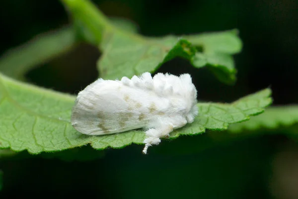 白いほこりの多い布蛾 サタラ マハラシュトラ州 インド — ストック写真