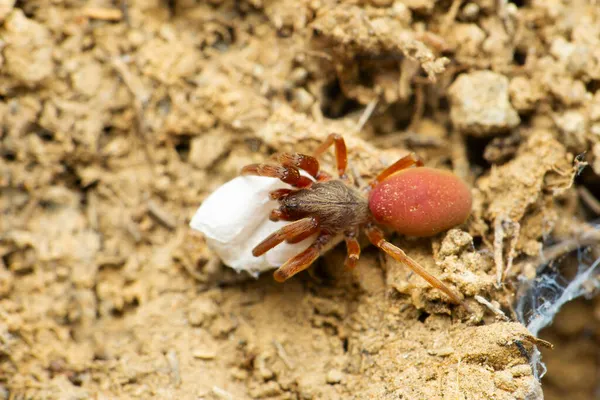 红天鹅绒蜘蛛 有鸡蛋袋 Stenochilus Hobsoni Satara Maharashtra India — 图库照片