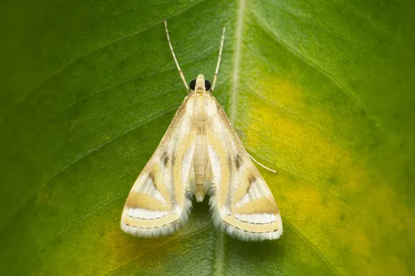 Ornate Moth Utetheisa Species Satara Maharashtra India — стокове фото