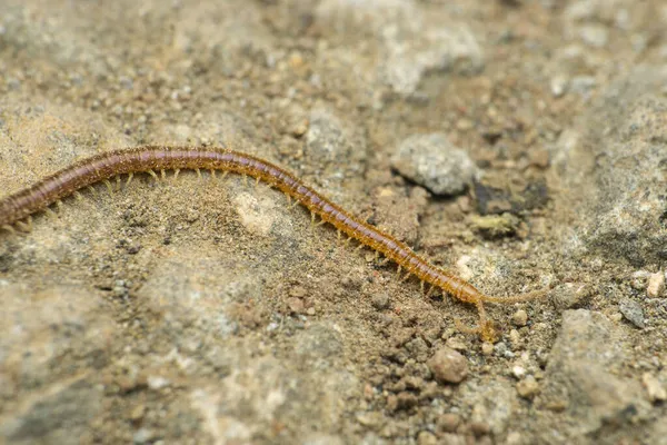 Ciempiés Habitante Del Suelo Geophilus Flavus Satara Maharashtra India —  Fotos de Stock