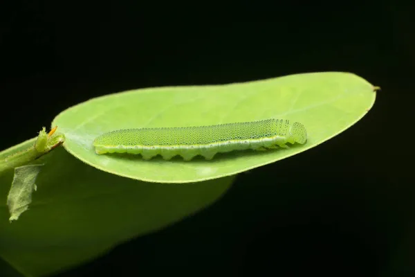 Cotton Moth Caterpillar Satara Maharashtra India Stock Image