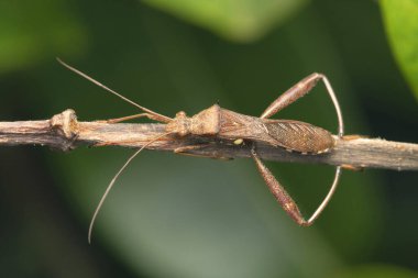 Geniş başlı böcekler, Alydus calcaratus, Satara, Maharashtra, Hindistan