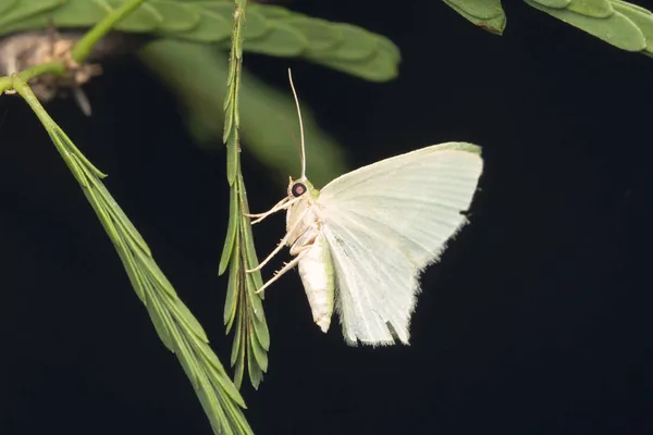 Jodis Moth Jodis Putata Satara Maharashtra Índia — Fotografia de Stock