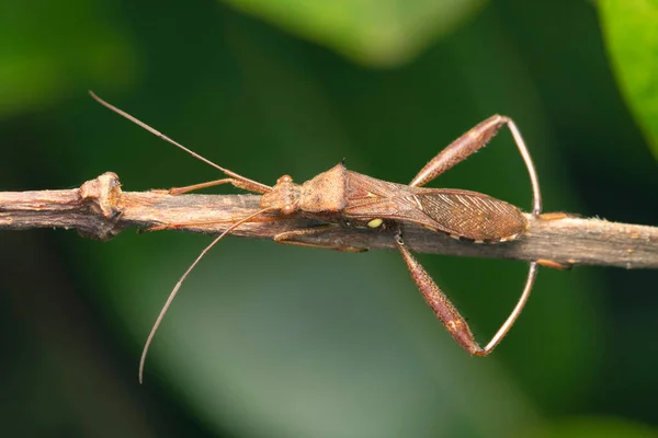 Geniş Başlı Böcekler Alydus Calcaratus Satara Maharashtra Hindistan — Stok fotoğraf