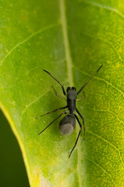 Ant Mimic Jumping Spider Toxeus Mangus Satara Maharashtra India —  Fotos de Stock