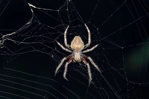 Mukherjee Orb Weaver Spider Neoscona Mukherjee Satara Maharashtra India — Stock Photo, Image