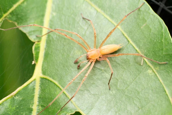 Male Yellow Sac Spider Cheiracanthium Inclusum Satara Maharashtra India — Stock Photo, Image