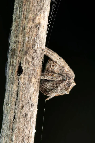 Nagpuri Tree Stump Spider Poltys Nagpurensis Tikader 1982 Satara Maharashtra — Foto de Stock