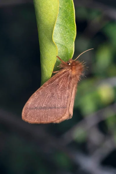 Ngengat Cocoa Tussock Orgyia Postica Satara Maharashtra India — Stok Foto