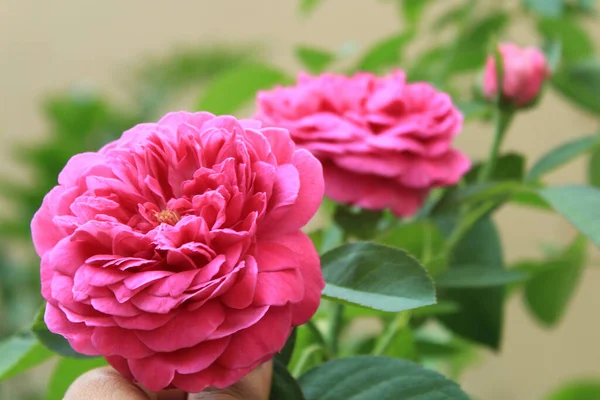 Ciemna Różowa Róża Satur Tamilnadu Indie — Zdjęcie stockowe