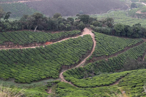 インド タミル ナードゥ州ウーティの丘の上の茶畑 — ストック写真