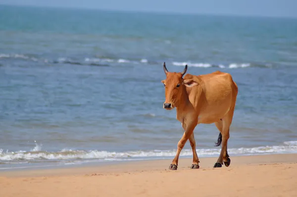 Bydło Indyjskie Bos Indicus Spacer Plaży Anjuna Goa Indie — Zdjęcie stockowe