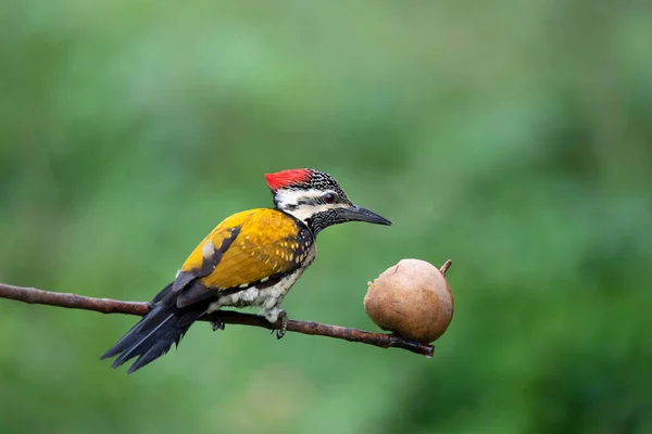 Black Red Dinoph Benghalense Bangalore Karnataka India — стоковое фото