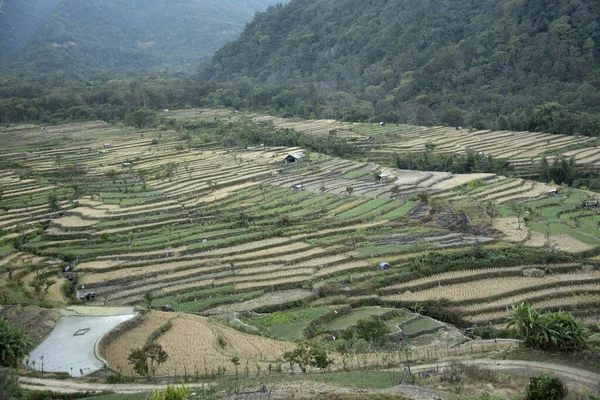 Paddy Field Nagaland India — Stock Photo, Image