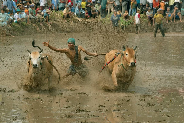 Indonesia West Sumatra Febrero 2019 Pacu Jawi Una Carrera Toros — Foto de Stock