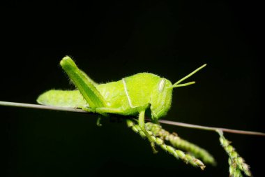 Pigme yeşil çekirgesi Satara, Maharashtra, Hindistan 'da.
