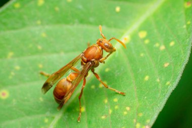 Kırmızı kağıt eşekarısı, Satara, Maharashtra, Hindistan 'da Polistes türü.