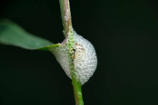 Nymphale Form Der Spinnkäfer Schaumstoff Zum Schutz Und Zur Feuchtigkeit — Stockfoto