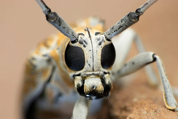 Closeup Horn Beetle Satara Maharashtra India — Stock Photo, Image