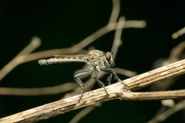 Robberfly Zosteria Species Satara Maharashtra India — 스톡 사진